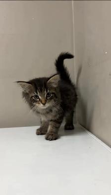 baby kittens for sale - Photo 3