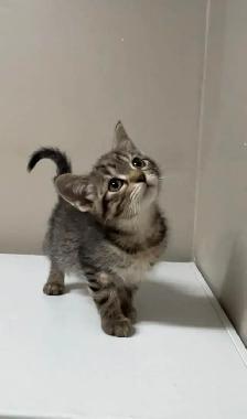 baby kittens for sale - Photo 5