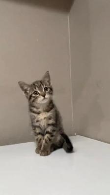 baby kittens for sale - Photo 6