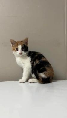 baby kittens for sale - Photo 7