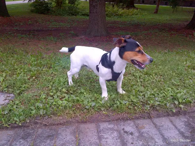 LOST PET PROSPECT AVE AREA