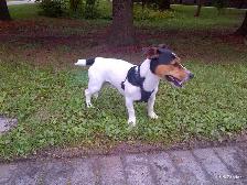 LOST PET PROSPECT AVE AREA