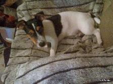 LOST PET PROSPECT AVE AREA - Photo 2