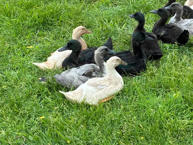 Female ducks
