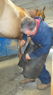 taille sabots chevaux