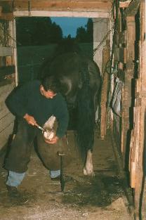 taille sabots chevaux - Photo 2