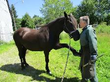 taille sabots chevaux - Photo 3