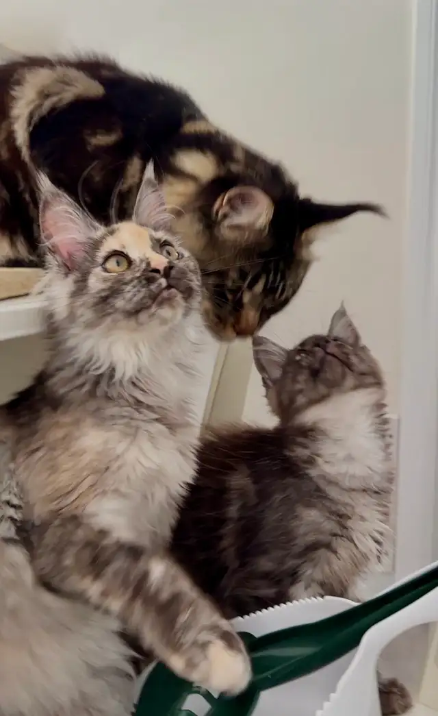 Purebred Maine Coon Kittens – Now Open for Reservation!