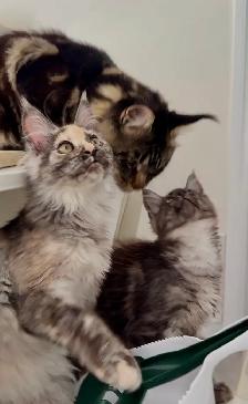 Purebred Maine Coon Kittens – Now Open for Reservation!