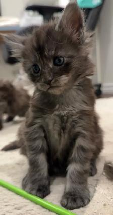 Purebred Maine Coon Kittens – Now Open for Reservation! - Photo 5