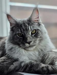 Purebred Maine Coon Kittens – Now Open for Reservation! - Photo 9
