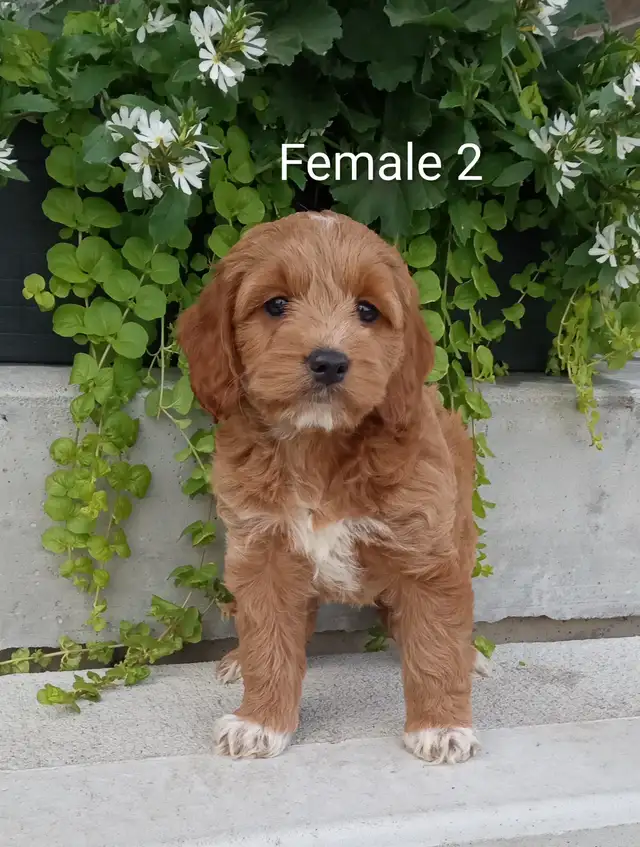 Cockapoo puppies
