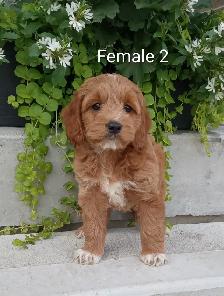 Cockapoo puppies