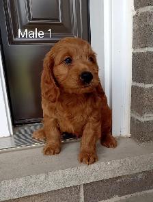 Cockapoo puppies - Photo 2