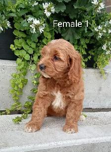 Cockapoo puppies - Photo 3