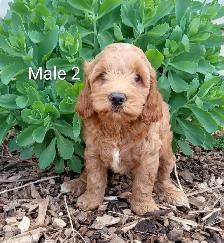 Cockapoo puppies - Photo 4