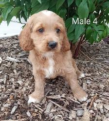 Cockapoo puppies - Photo 5