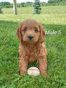 Cockapoo puppies - Photo 6