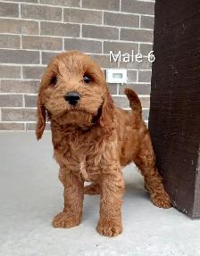 Cockapoo puppies - Photo 7