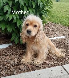 Cockapoo puppies - Photo 8