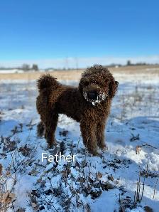 Cockapoo puppies - Photo 9