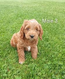 Cockapoo puppies - Photo 10