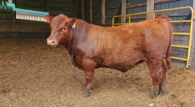 Registered Red Angus Bull