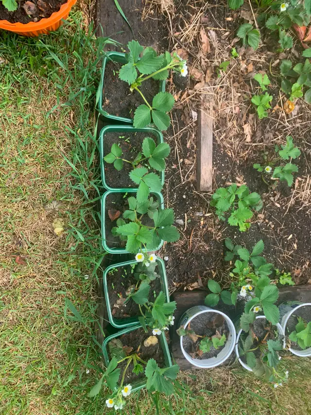 Healthy Established Strawberry Plants