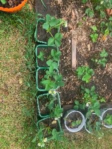 Healthy Established Strawberry Plants