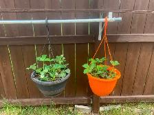 Healthy Established Strawberry Plants - Photo 2