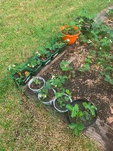 Healthy Established Strawberry Plants - Photo 3