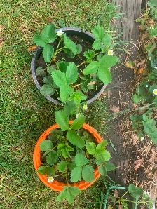 Healthy Established Strawberry Plants - Photo 4