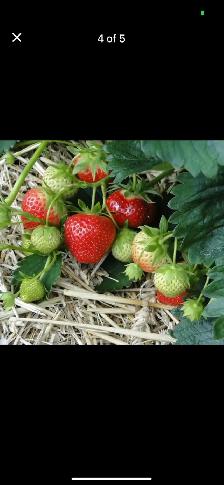 Healthy Established Strawberry Plants - Photo 5
