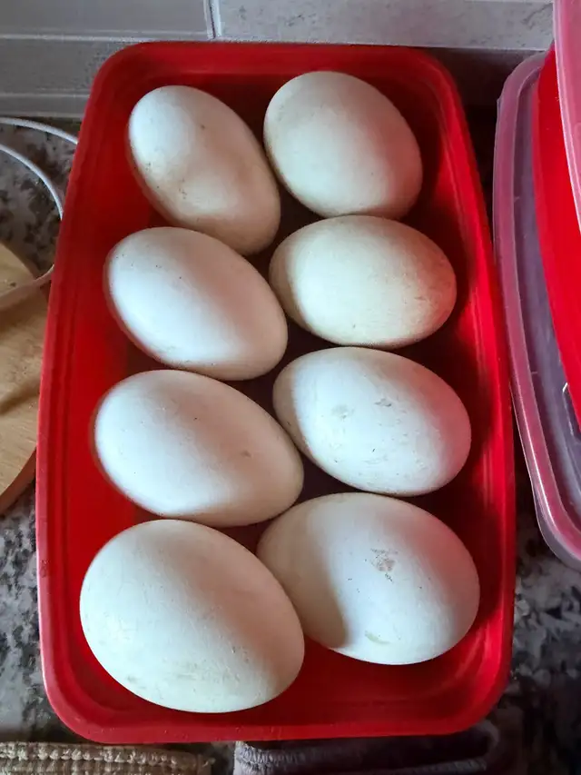 Goose Eggs Embden Goose $5/egg