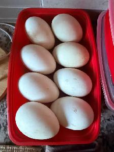 Goose Eggs Embden Goose $5/egg