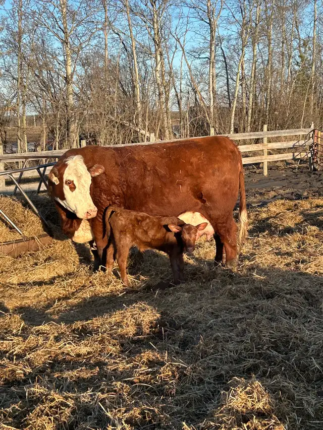 Cow/calf pair