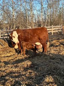Cow/calf pair