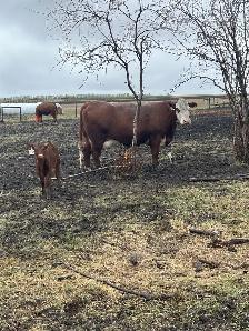 Cow/calf pair - Photo 2