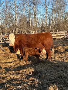 Cow/calf pair - Photo 3