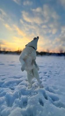 Experienced Dog Trainer & Pet Sitter! - Photo 5