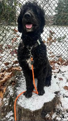 Experienced Dog Trainer & Pet Sitter! - Photo 7