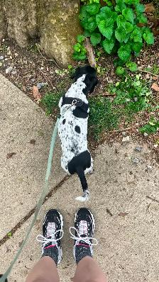 Experienced Dog Trainer & Pet Sitter! - Photo 9