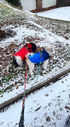 Experienced Dog Trainer & Pet Sitter! - Photo 10