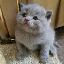 Scottish Blue Straight and Fold kittens CCA/AFC registered