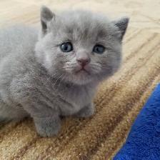 Scottish Blue Straight and Fold kittens CCA/AFC registered - Photo 2