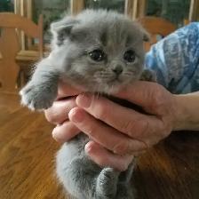Scottish Blue Straight and Fold kittens CCA/AFC registered - Photo 8
