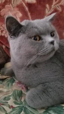 Scottish Blue Straight and Fold kittens CCA/AFC registered - Photo 9