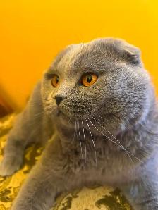 Scottish Blue Straight and Fold kittens CCA/AFC registered - Photo 10