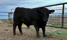 Simmental Bulls - Photo 3
