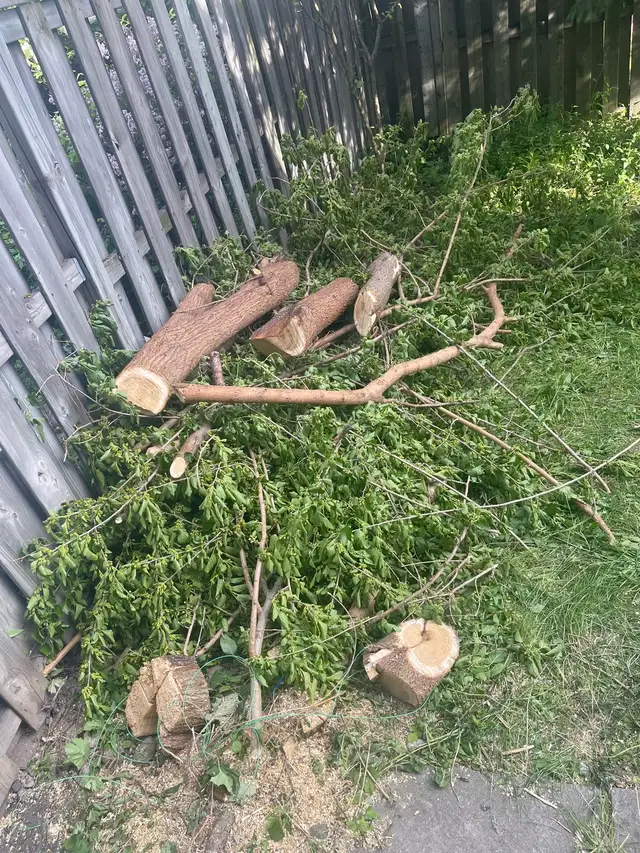 Freshly cut Mulberry wood
